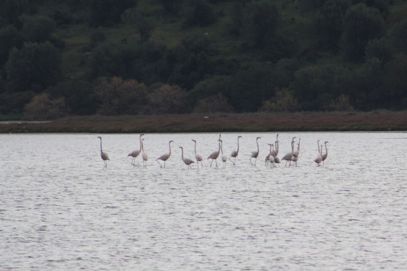 2438_IMG_9291 Flamingos